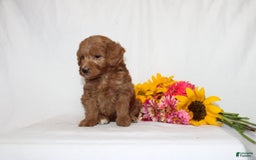 Mini Goldendoodle dogs for sale: Hema - Image 4