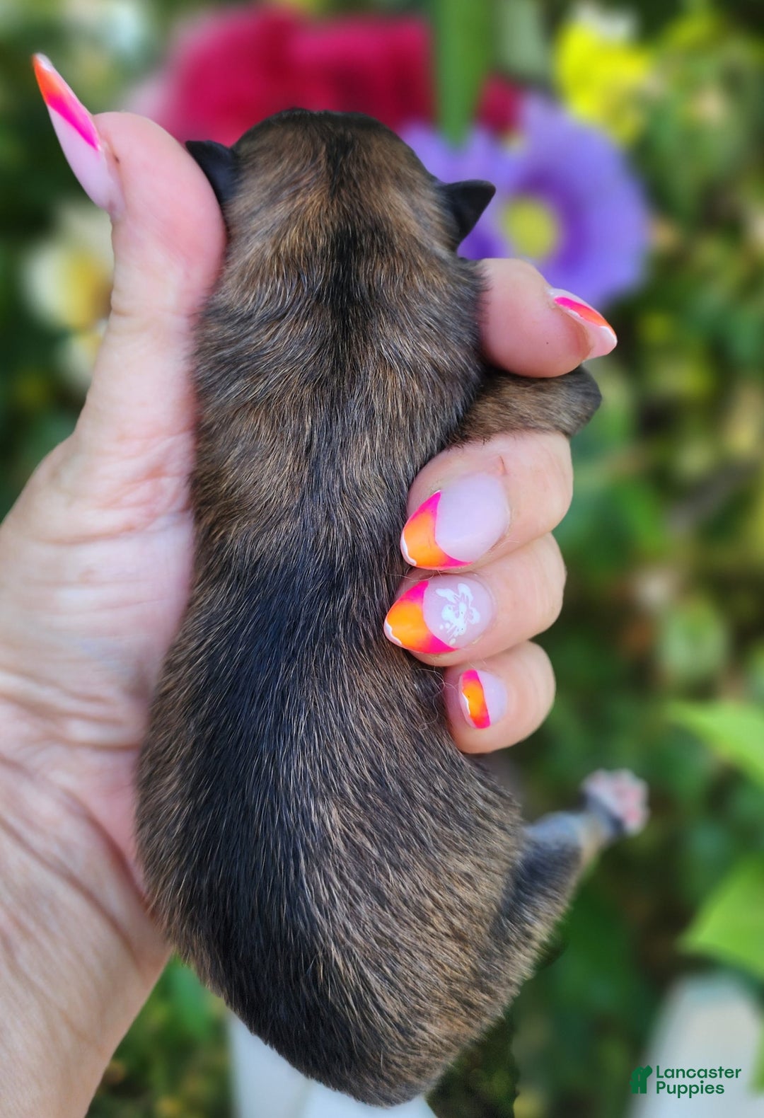 Pomeranian dogs for sale: Elysium - Listing for pets: Nirvana, Valhalla, Elysium - Image 8