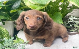 Miniature Dachshund dogs for sale: Banana Princess - Image 8