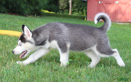Siberian Husky dogs for sale: Alaska - Image 15