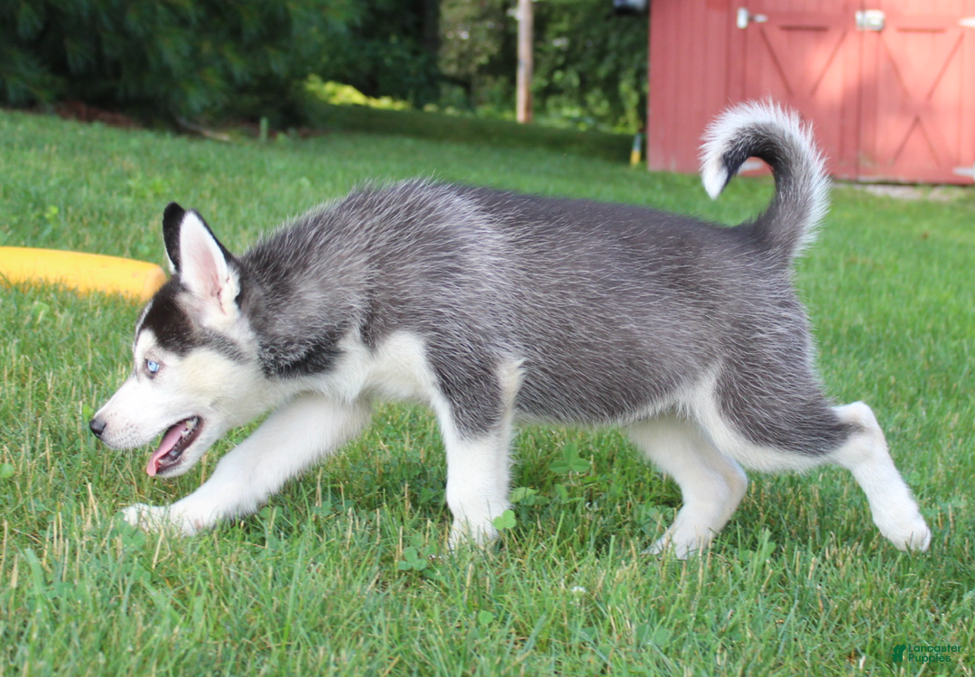Siberian Husky dogs for sale: Alaska - Image 15