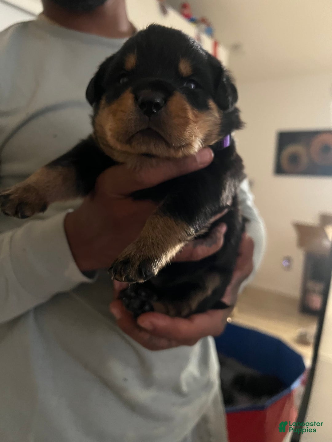 Rottweiler dogs for sale: Roxy - Image 1