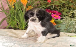 Cockalier dogs for sale: Lexie - Image 1
