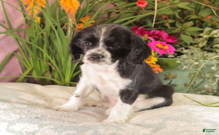 Cockalier dogs for sale - Ad 3