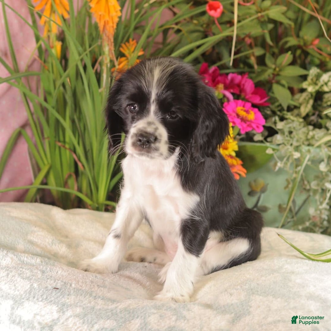 Cockalier dogs for sale: Lexie - Image 1