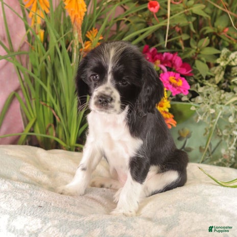 Cockalier dogs for sale - Ad 3