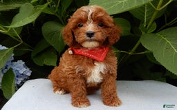 Cavapoo dogs for sale: Finn - Image 8