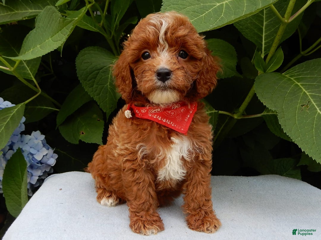 Cavapoo dogs for sale: Finn - Image 8