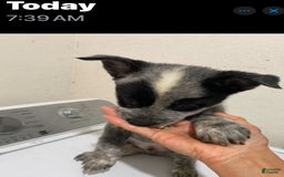 Australian Cattle Dog dogs for sale: Charlie - Image 3