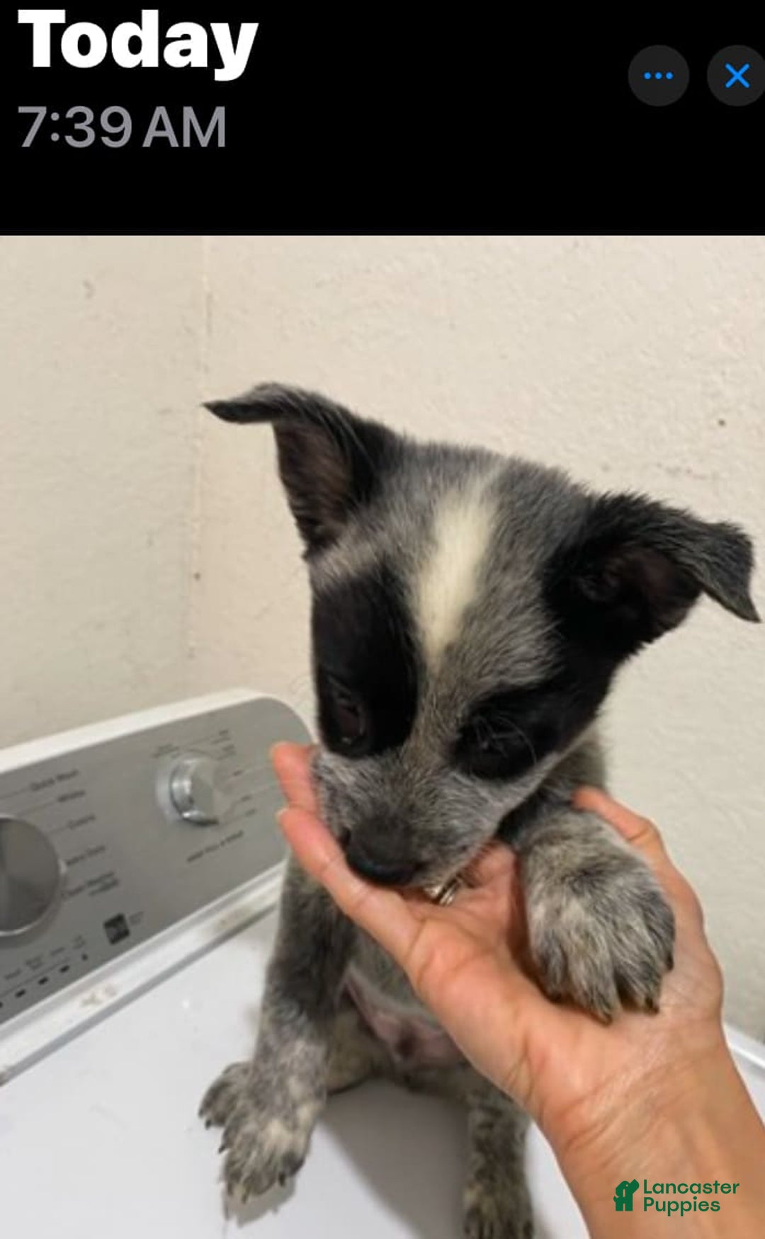 Australian Cattle Dog dogs for sale: Charlie - Image 3