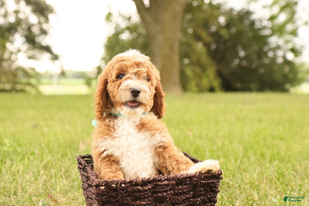 Mini Goldendoodle dogs for sale: Lily - Image 13