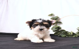 Biewer Terrier dogs for sale: Archie - Image 3