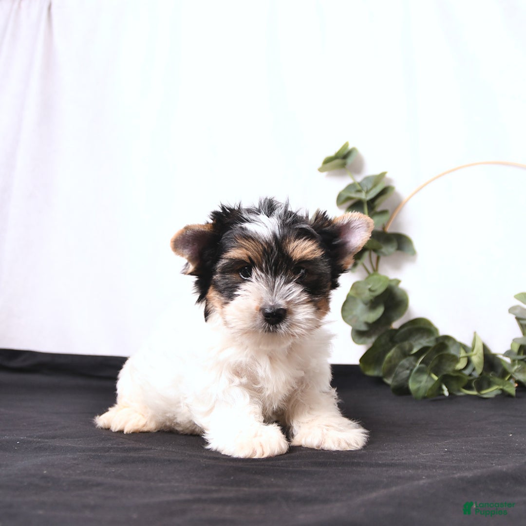 Biewer Terrier dogs for sale: Archie - Image 3