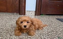 Coton De Tulear dogs for sale: Sally - Image 1