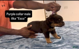 Rottweiler dogs for sale: Purple Collar - Image 4
