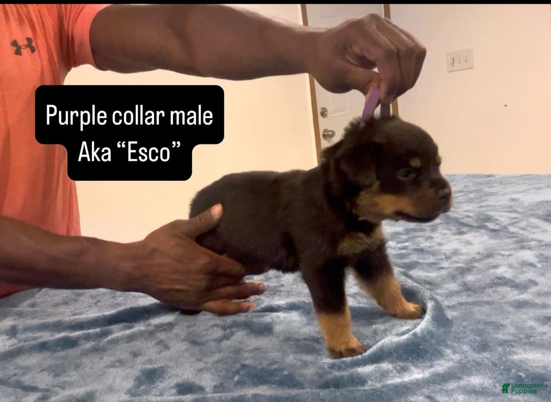 Rottweiler dogs for sale: Purple Collar - Image 4