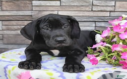 Great Dane dogs for sale: Coffee - Image 2