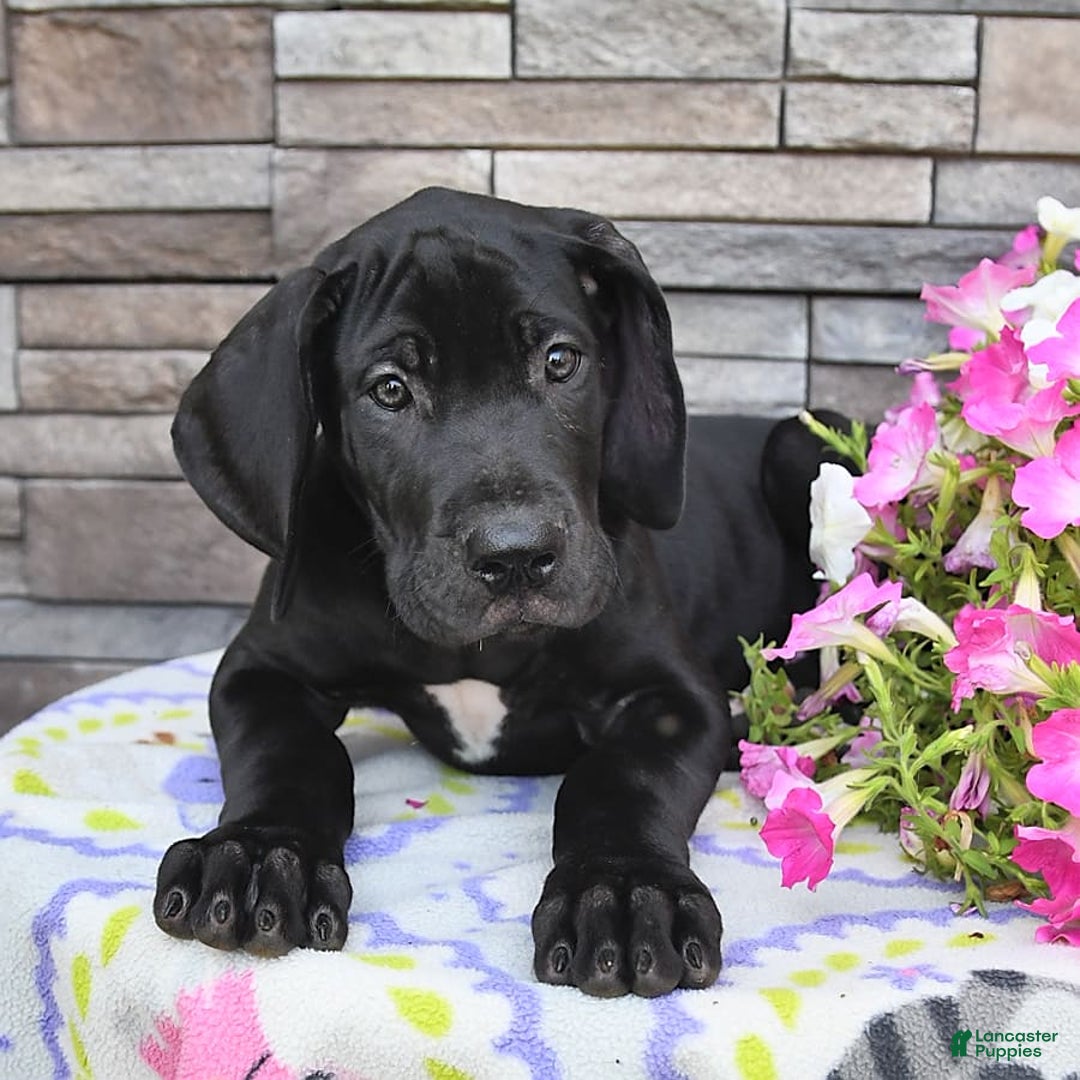 Great Dane dogs for sale: Coffee - Image 2