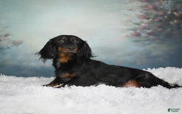 Miniature Dachshund dogs for sale: Miles - Image 14