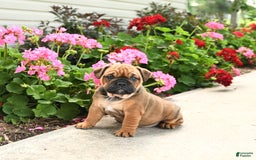 English Bulldog dogs for sale: Willow - Image 1