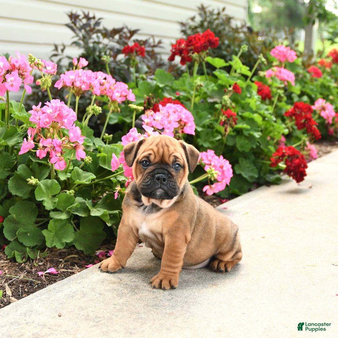 English Bulldog dogs for sale: Willow - Image 1
