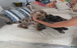 Goldendoodle dogs for sale: Cooper - Image 4