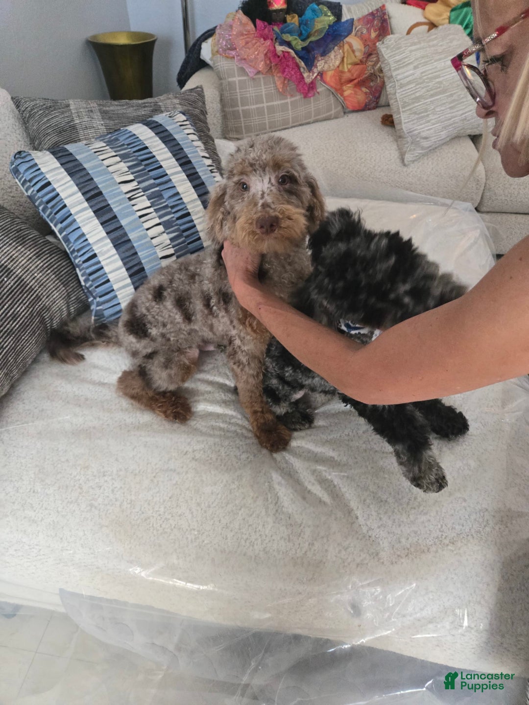 Goldendoodle dogs for sale: Cooper - Image 4
