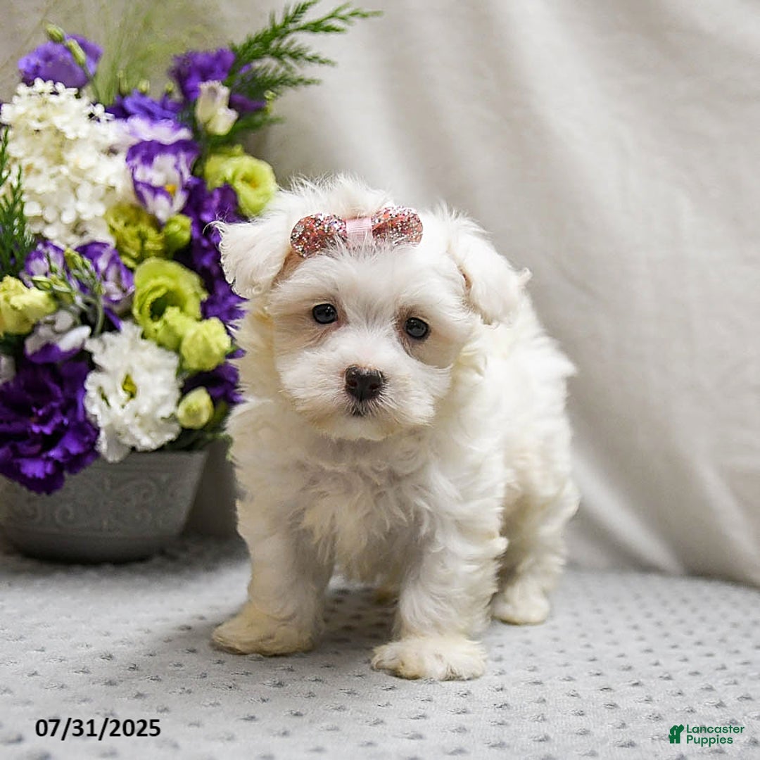 Teddy Bear dogs for sale: Truffles - Image 4