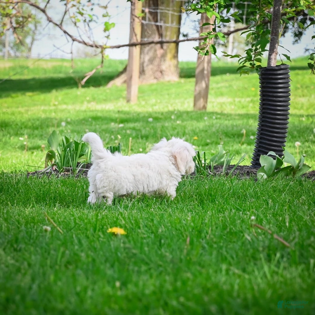 Bichpoo dogs for sale: Baba - Listing for pets: Baba, Biko, Buddy, Bo, Benny, Barry, Betty - Image 4