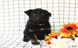 German Shepherd dogs for sale: Jackson - Image 6