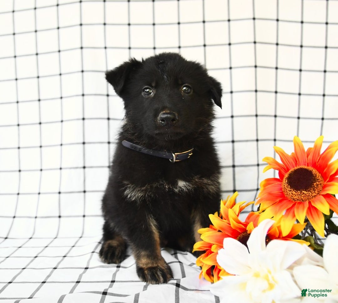 German Shepherd dogs for sale: Jackson - Image 6