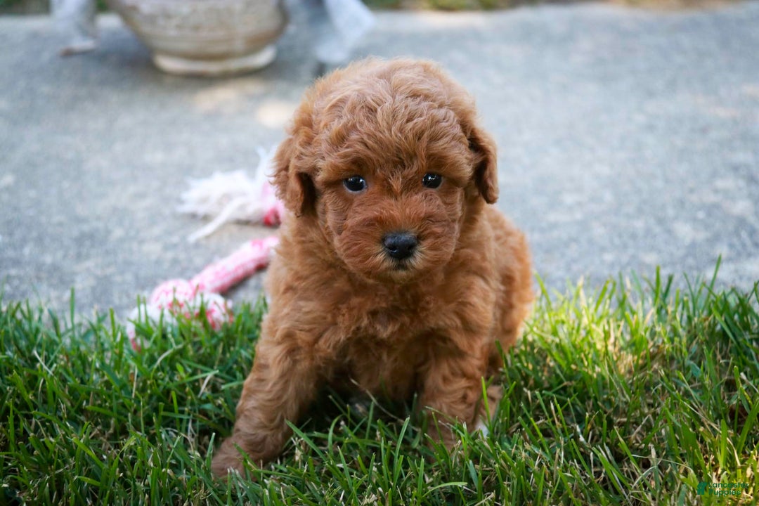 Miniature Poodle dogs for sale: Jackson - Image 7