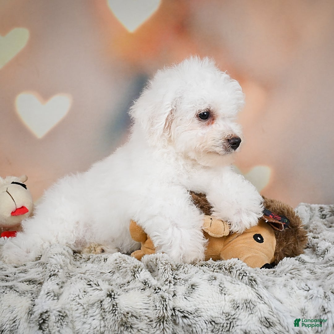Bichon Frise dogs for sale: Tanner - Image 4
