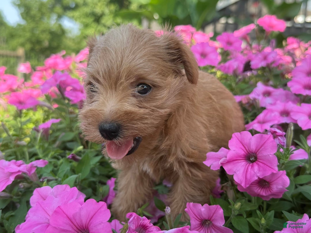 Schnoodle dogs for sale: Isaiah - Image 8