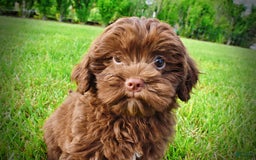 Havapoo dogs for sale: Wiggles - Image 9