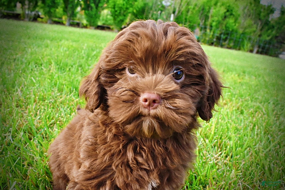 Havapoo dogs for sale: Wiggles - Image 9