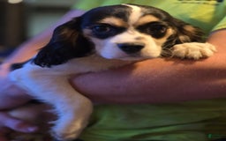 Cavalier King Charles Spaniel dogs for sale: Cavalier King Charles Spaniel 2 puppies - Image 1
