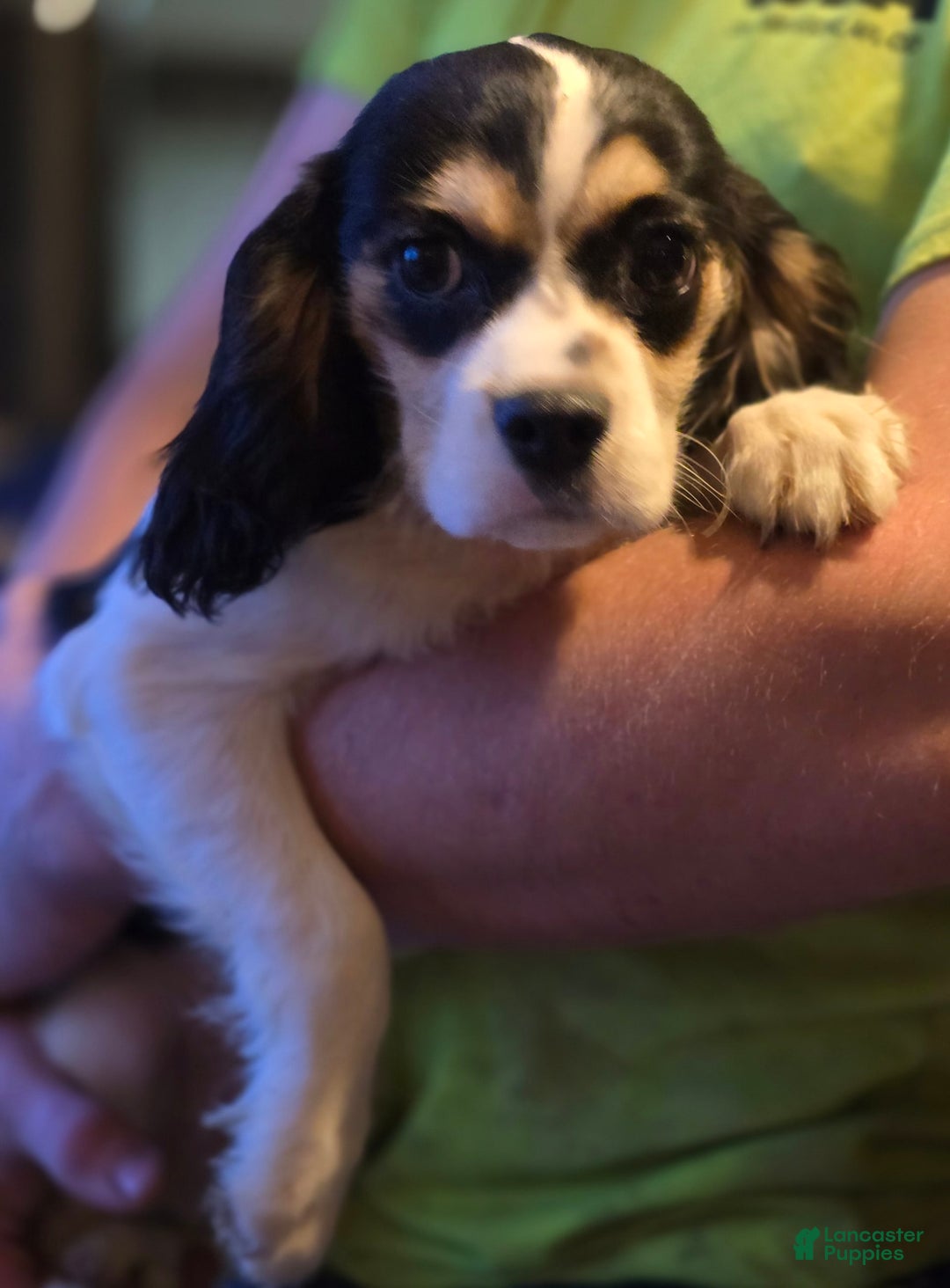 Cavalier King Charles Spaniel dogs for sale: Cavalier King Charles Spaniel 2 puppies - Image 1