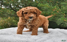 Mini Goldendoodle dogs for sale: Dakota - Image 19