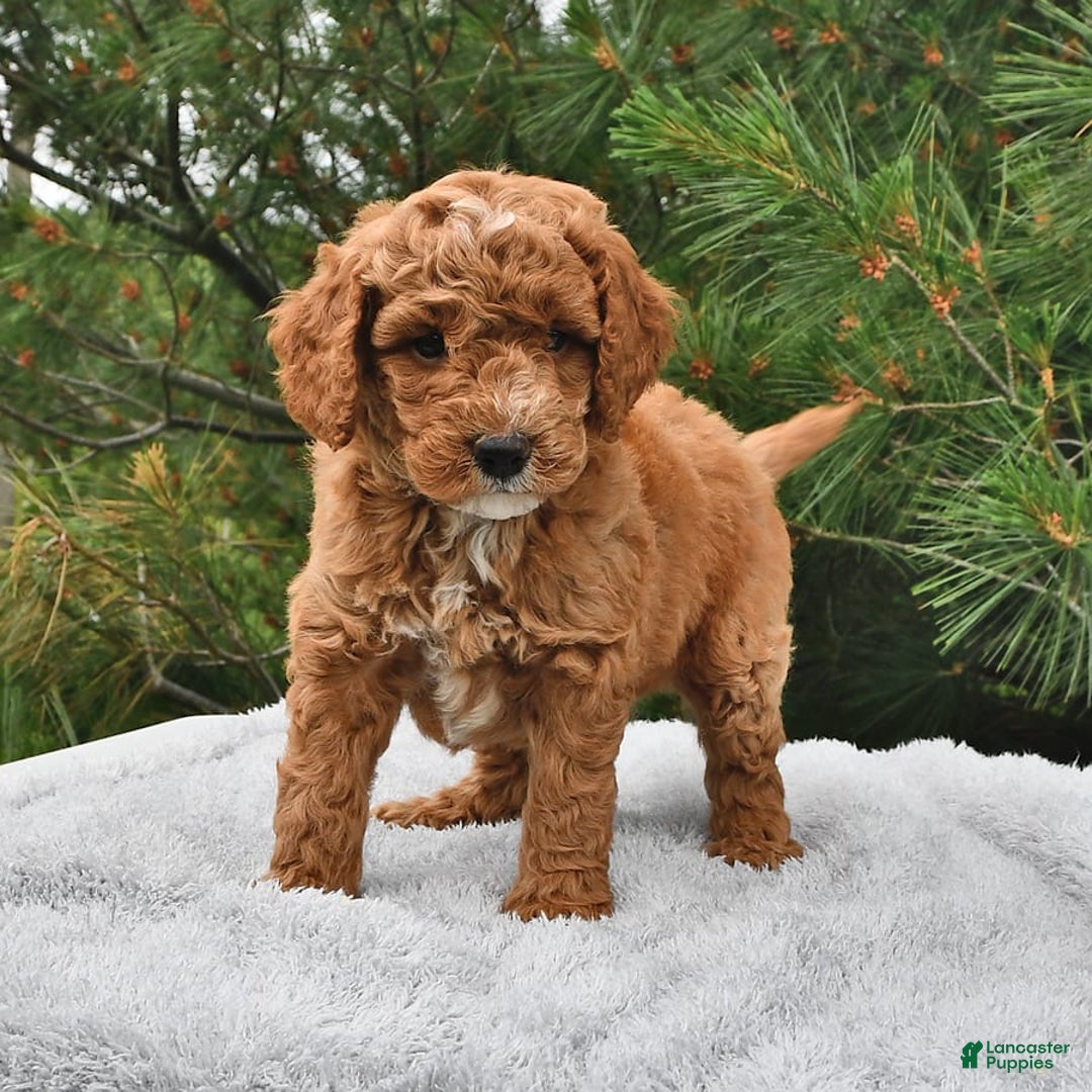 Mini Goldendoodle dogs for sale: Dakota - Image 19