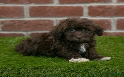 Havanese dogs for sale: Logan - Image 4