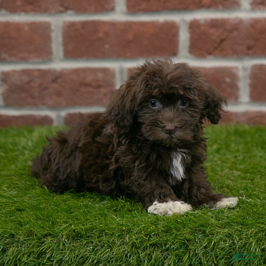 Havanese dogs for sale: Logan - Image 4