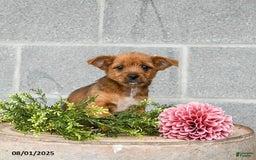 Shorkie dogs for sale: Bill - Image 2