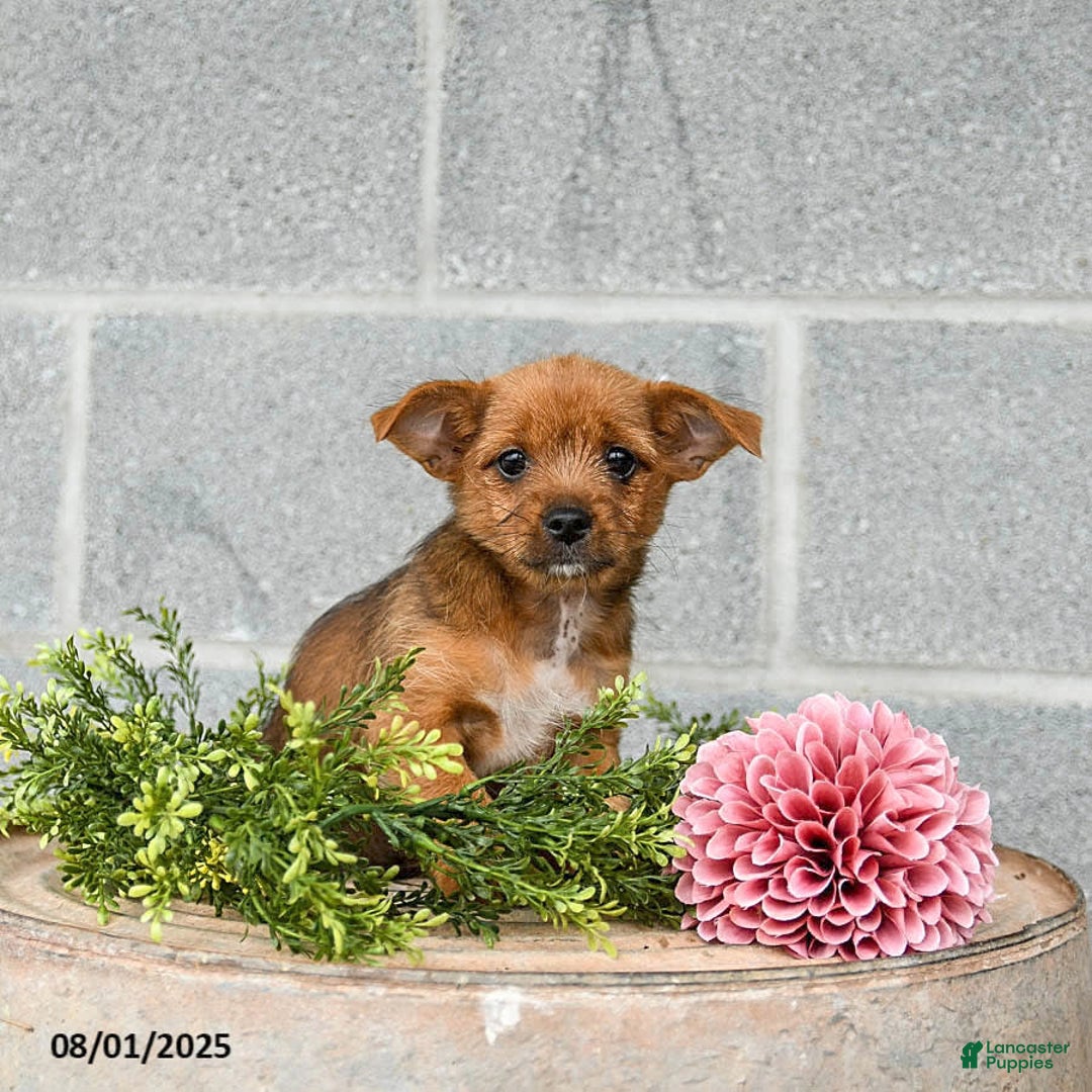 Shorkie dogs for sale: Bill - Image 2