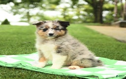 Shetland Sheepdog dogs for sale: Pal - Image 7