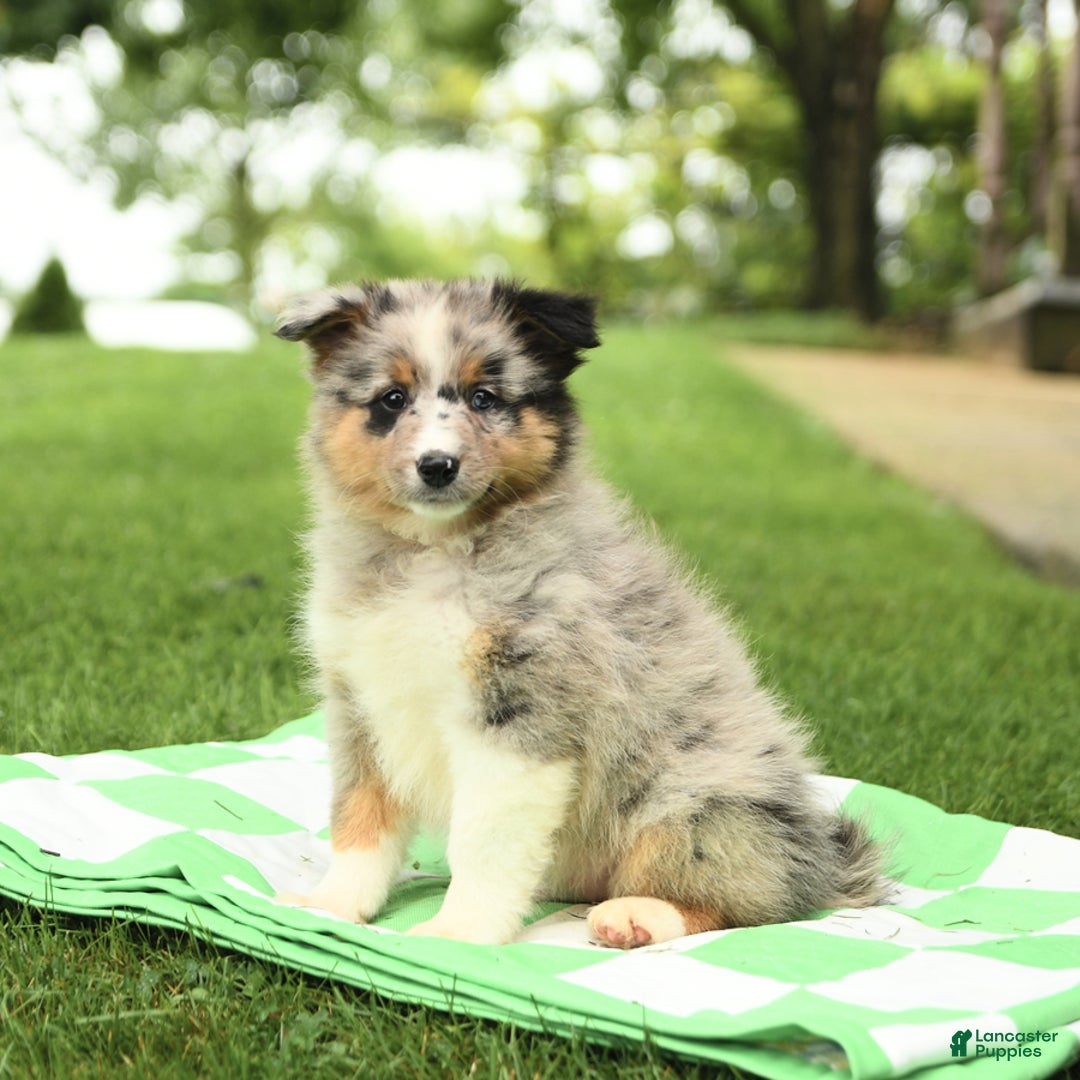 Shetland Sheepdog dogs for sale: Pal - Image 7