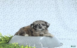 Mini Goldendoodle dogs for sale: Khloe - Image 12