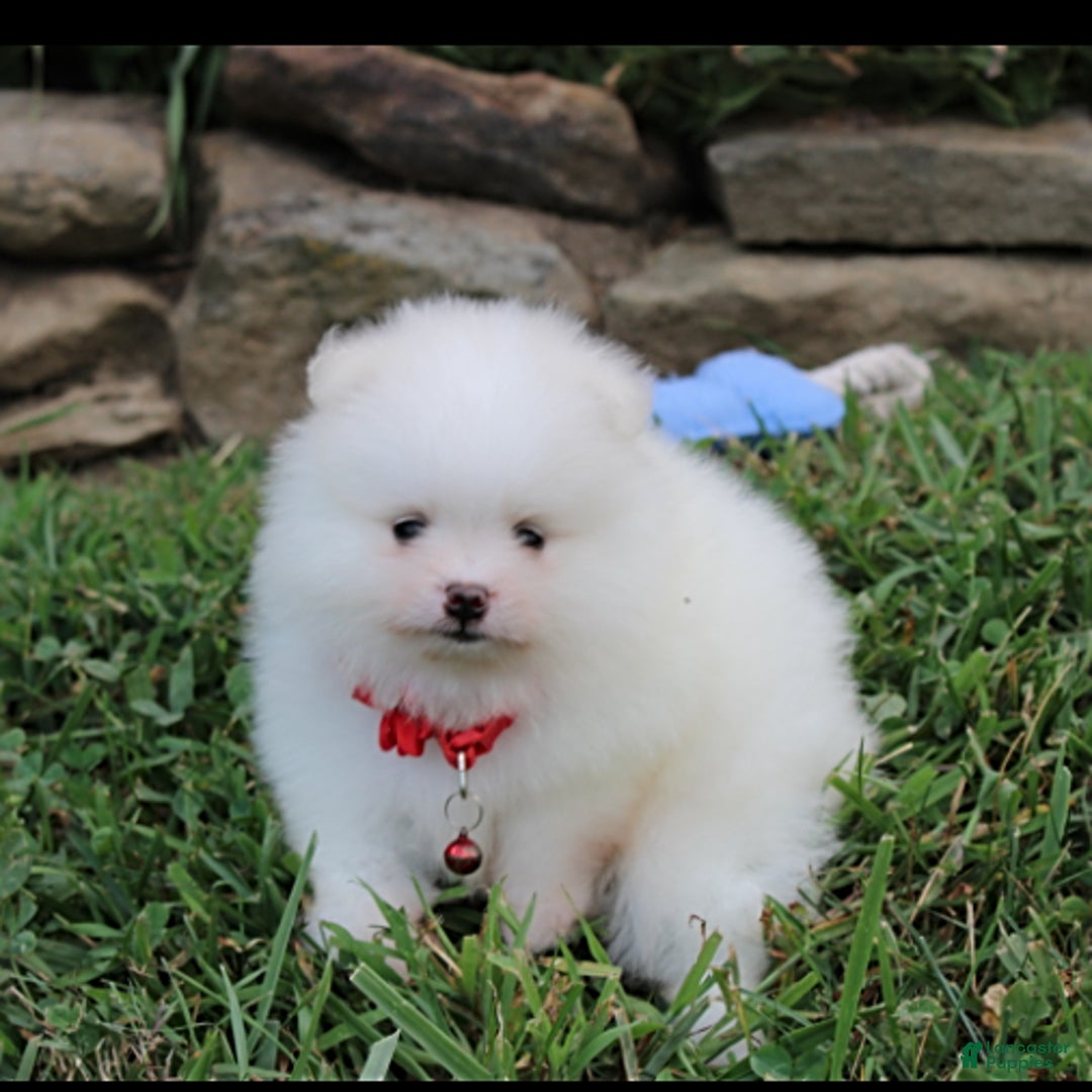 Pomeranian dogs for sale: Kaden - Image 6