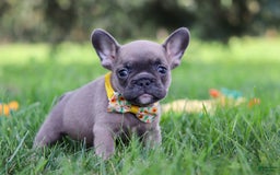 French Bulldog dogs for sale: French Bulldog 3 puppies - Image 5