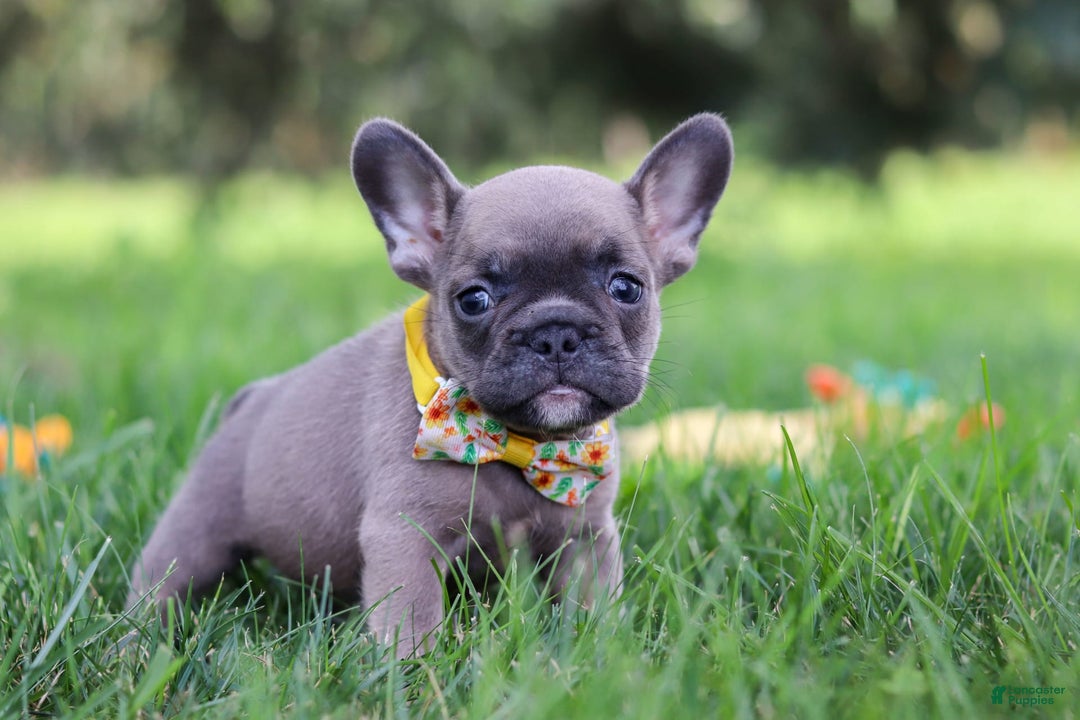 French Bulldog dogs for sale: French Bulldog 3 puppies - Image 5